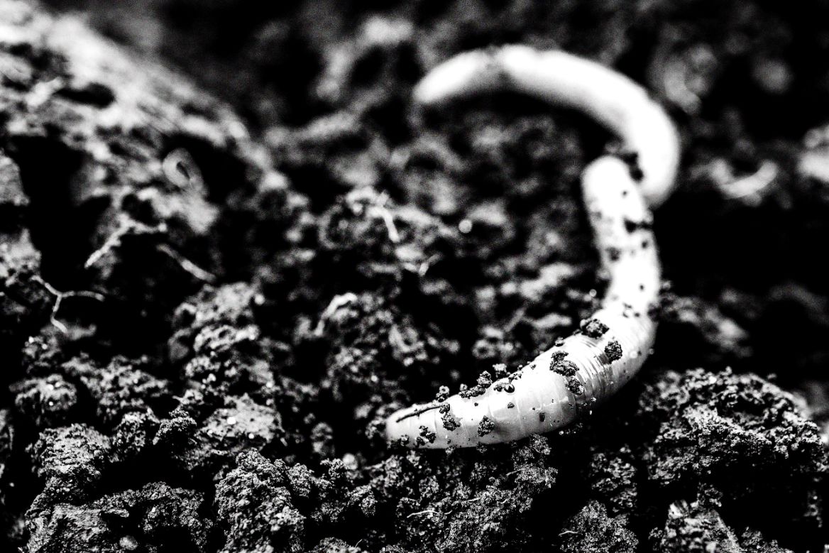 earthworm in the mud
