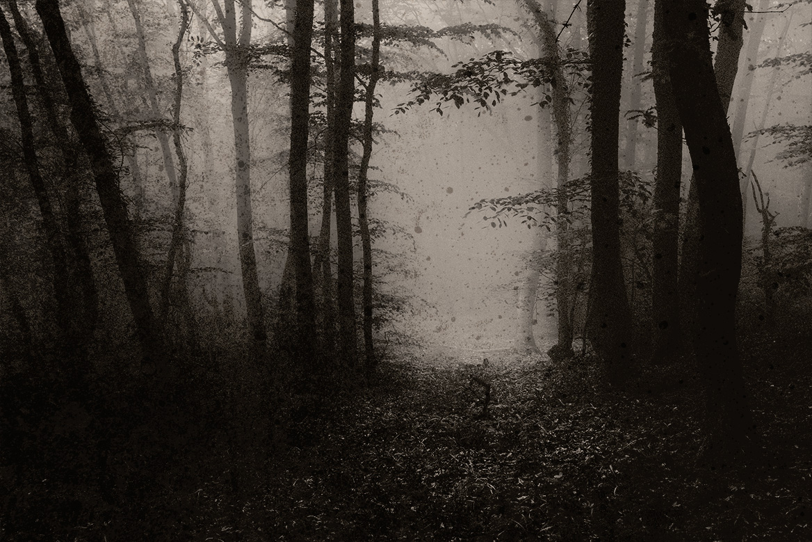 Creepy forest