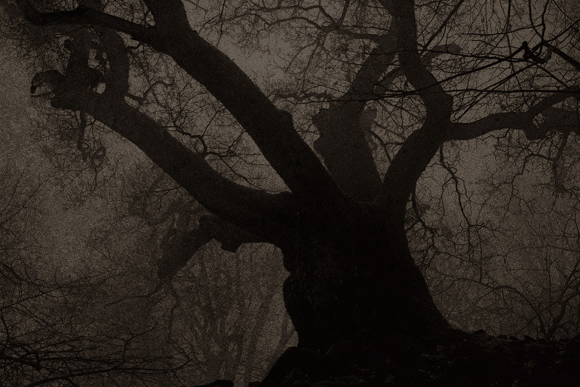 A gnarly tree in the dark woods.